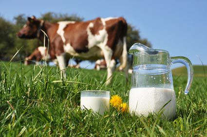 Le lait de bovin serait-il mauvais pour la sant humaine