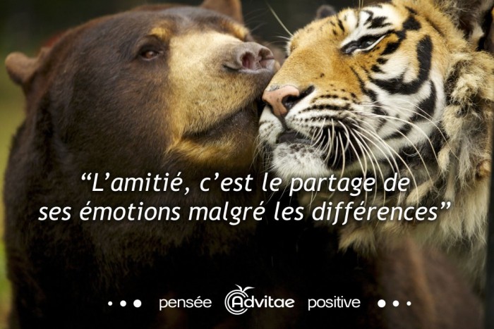 Lamiti, cest le partage de  ses motions malgr les diffrences